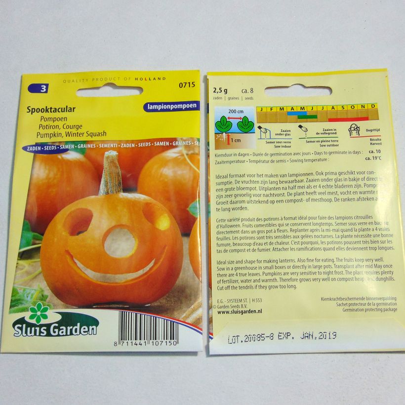 Exemple de spécimen de Potiron d'Halloween Spooktacular - Courge - Cucurbita pepo Graines tel que livré