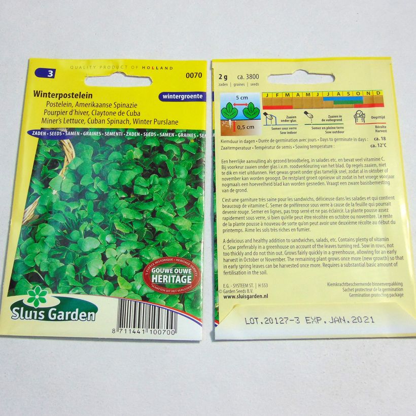 Exemple de spécimen de Pourpier d’Hiver Claytone de Cuba - Claytonia perfoliata tel que livré