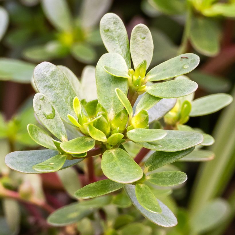 Pourpier vert ou commun - Portulaca oleracea (Feuillage)