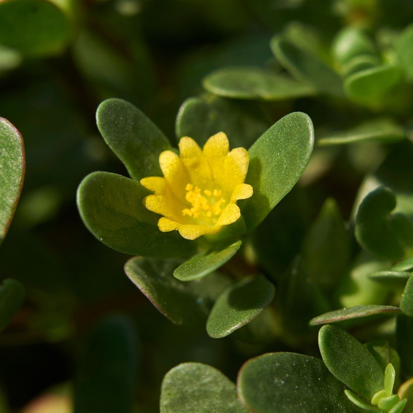 Pourpier vert ou commun - Portulaca oleracea (Floraison)