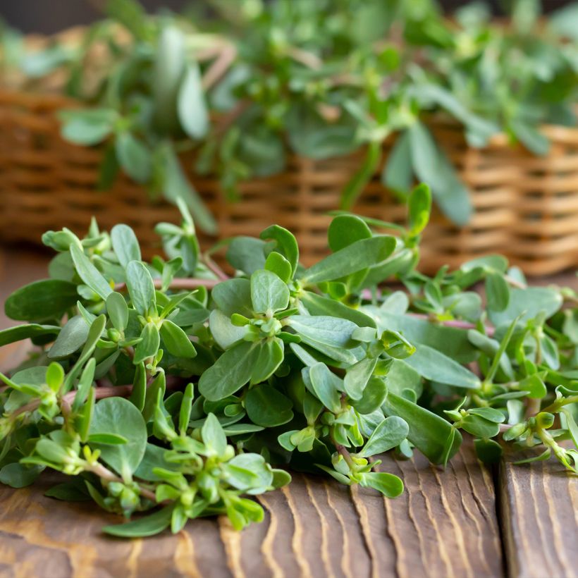 Pourpier vert ou commun - Portulaca oleracea (Récolte)