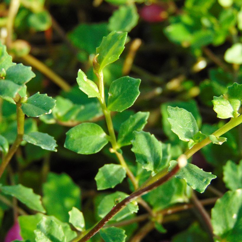 Pratia angulata (Feuillage)