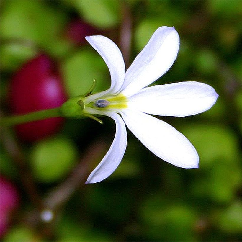 Pratia angulata (Floraison)