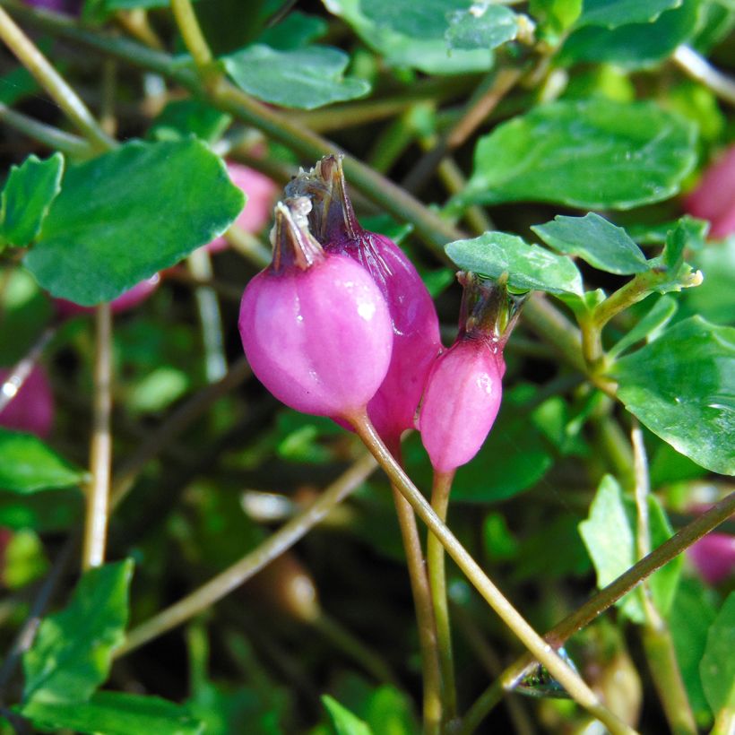 Pratia angulata (Récolte)