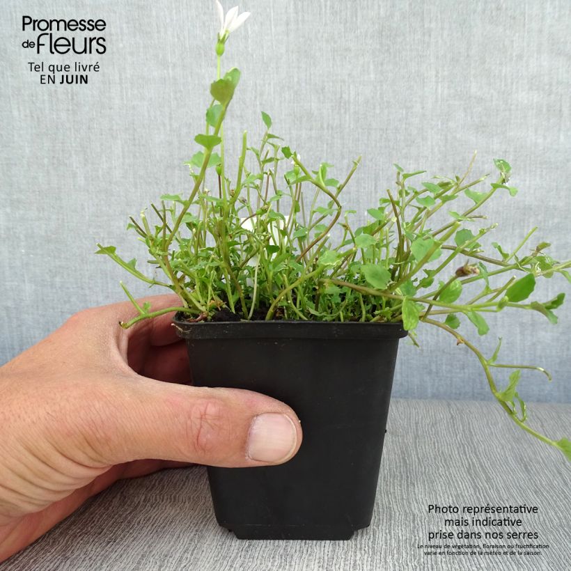 Spécimen de Pratia angulata Godet de 8/9 cm tel que livré en été