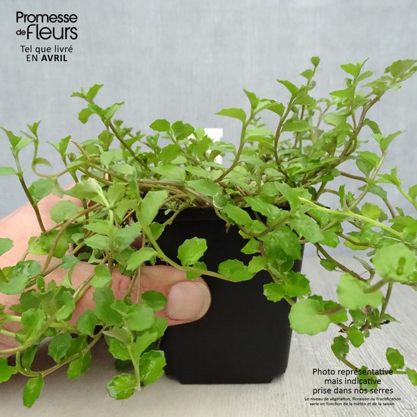 Spécimen de Pratia angulata Godet de 9cm tel que livré au printemps