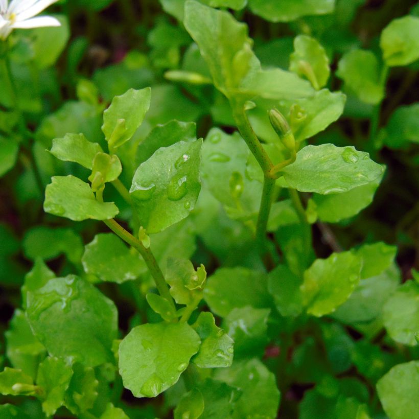 Pratia pedunculata (Feuillage)