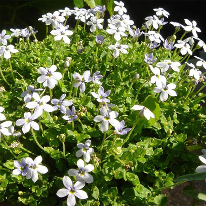 Pratia pedunculata (Floraison)