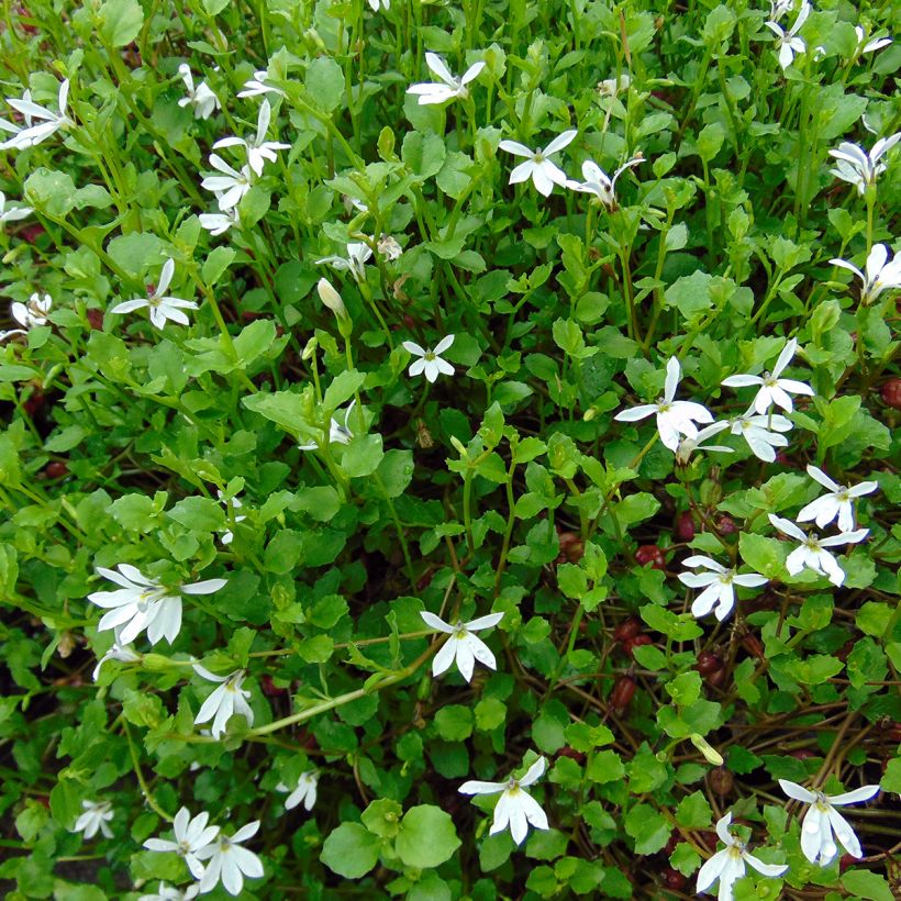 Pratia pedunculata (Port)