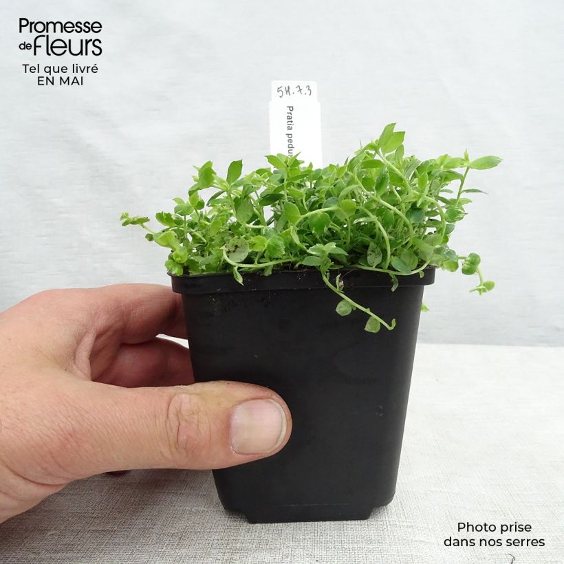 Spécimen de Pratia pedunculata Godet de 8 cm tel que livré au printemps