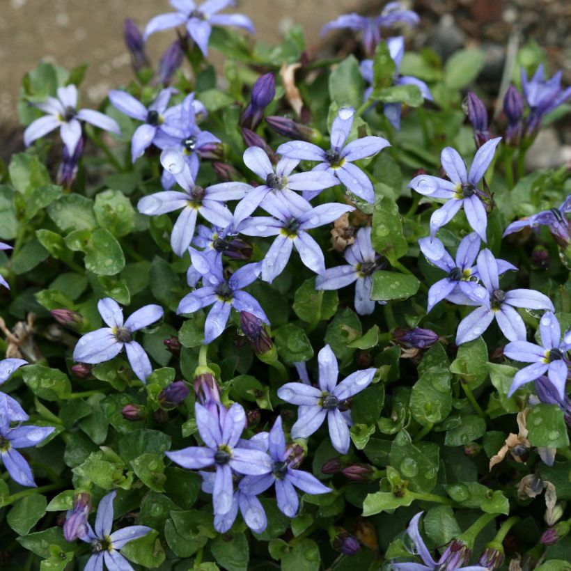 Pratia pedunculata County Park (Floraison)