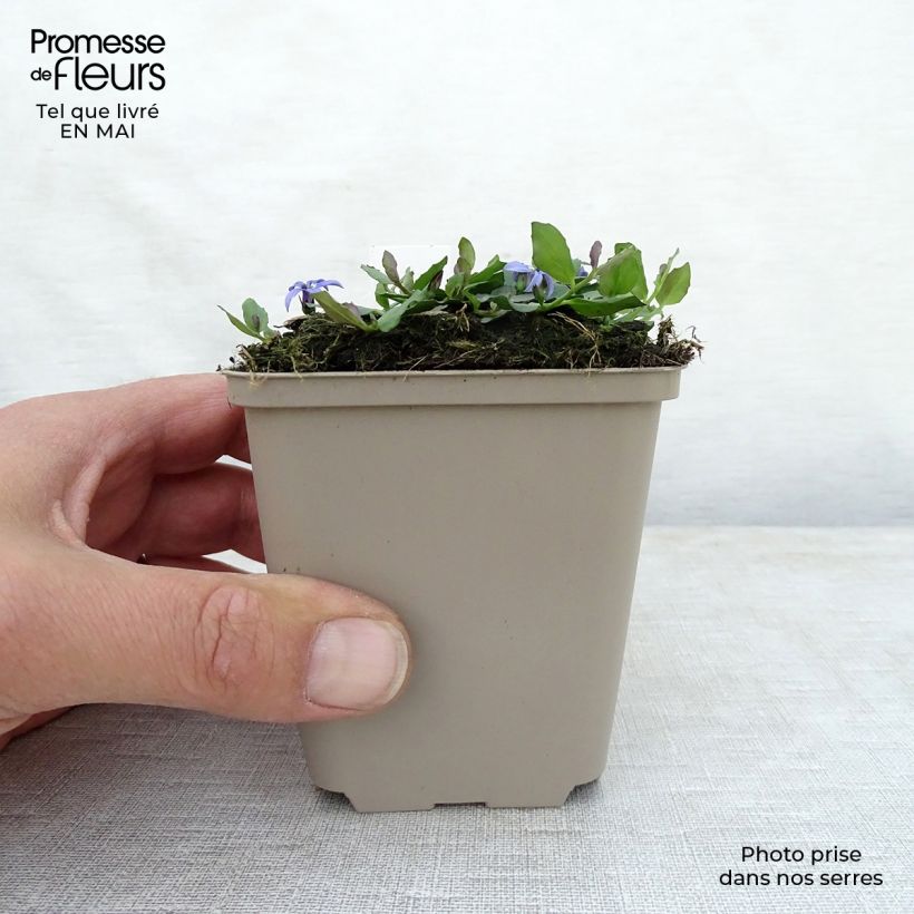Spécimen de Pratia pedunculata County Park Godet de 8 cm tel que livré au printemps