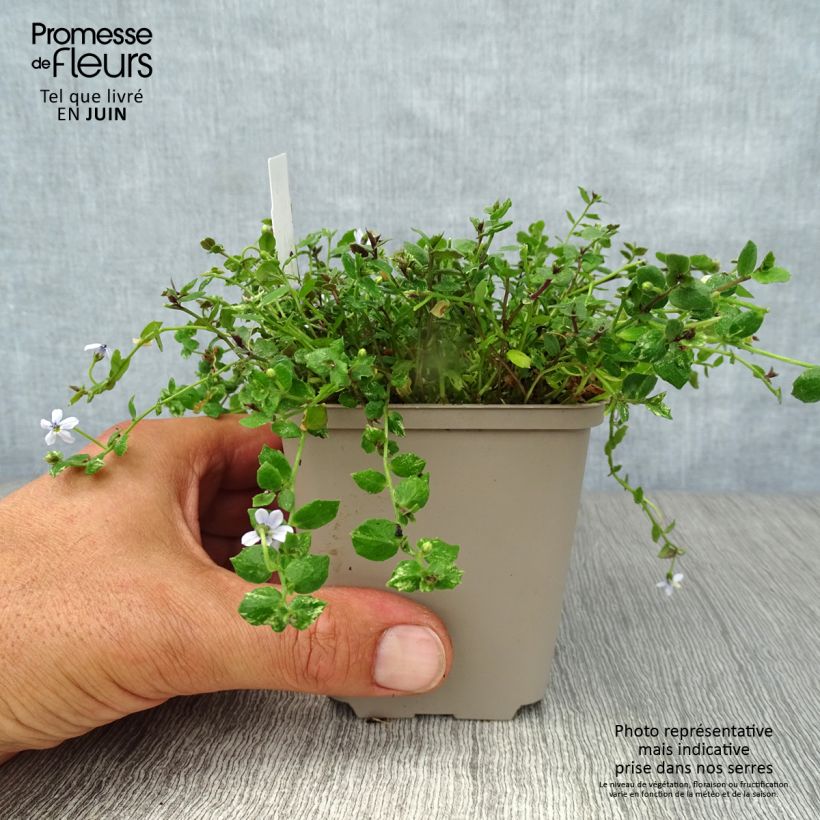Spécimen de Pratia pedunculata Godet de 8/9 cm tel que livré en été