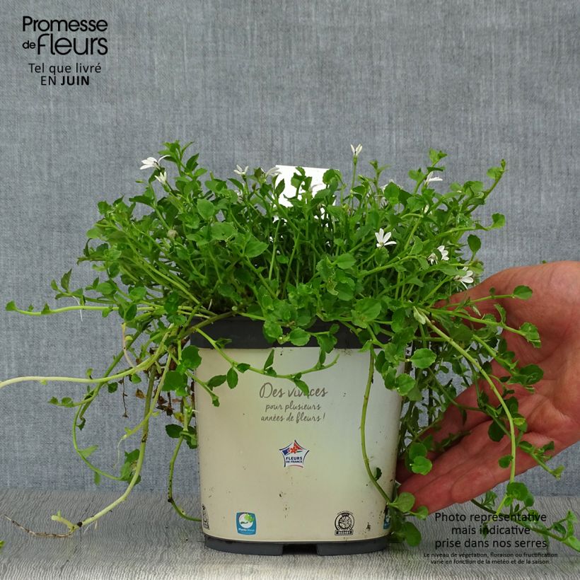 Spécimen de Pratia pedunculata Pot de 2L/3L tel que livré en été