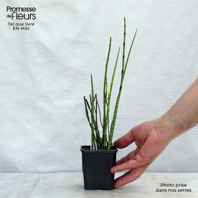 Spécimen de Prêle d'hiver - Equisetum hyemale (japonicum) godet 9cm tel que livré au printemps
