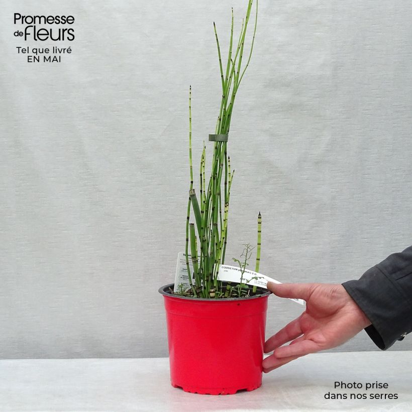Spécimen de Prêle d'hiver - Equisetum hyemale (japonicum) pot 2L/3L tel que livré au printemps
