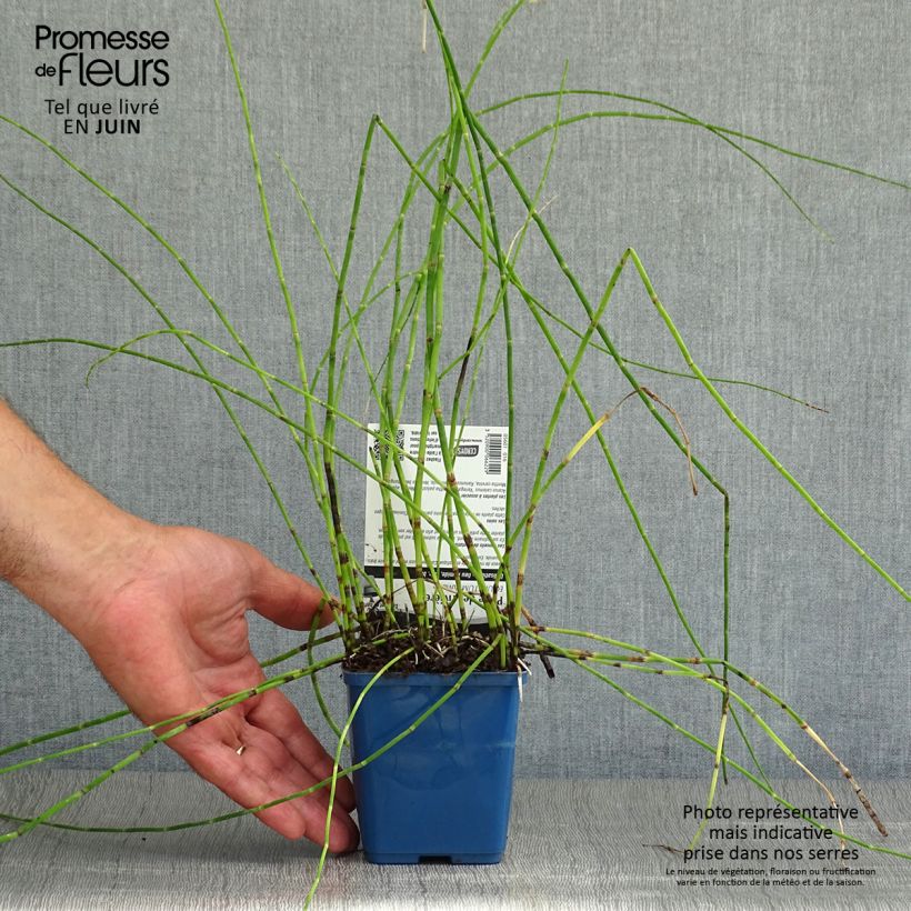 Spécimen de Prêle des rivières - Equisetum fluviatile Godet de 8/9 cm tel que livré en été
