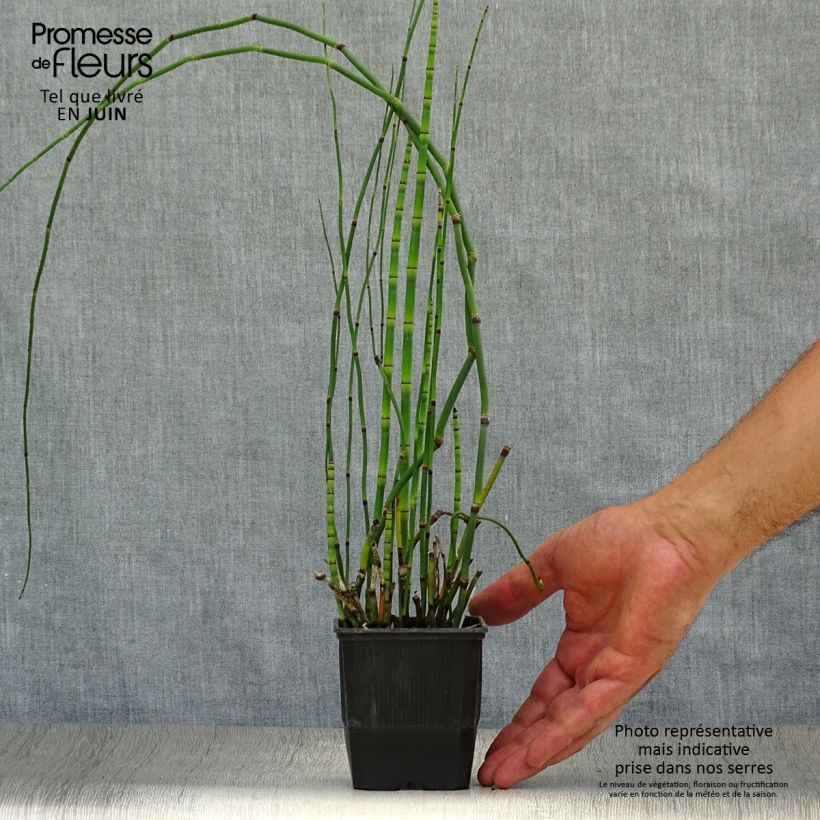 Spécimen de Prêle d'hiver - Equisetum hyemale (japonicum) Godet de 8/9 cm tel que livré en été