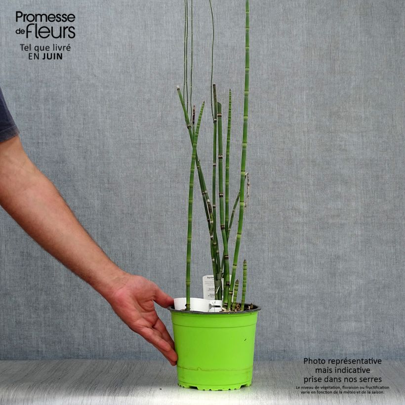 Spécimen de Prêle d'hiver - Equisetum hyemale (japonicum) Pot de 2L/3L tel que livré en été