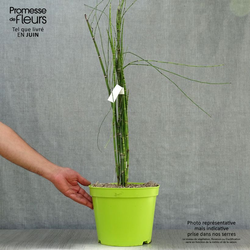 Spécimen de Prêle d'hiver - Equisetum hyemale (japonicum) Pot de 7,5L/10L tel que livré en été