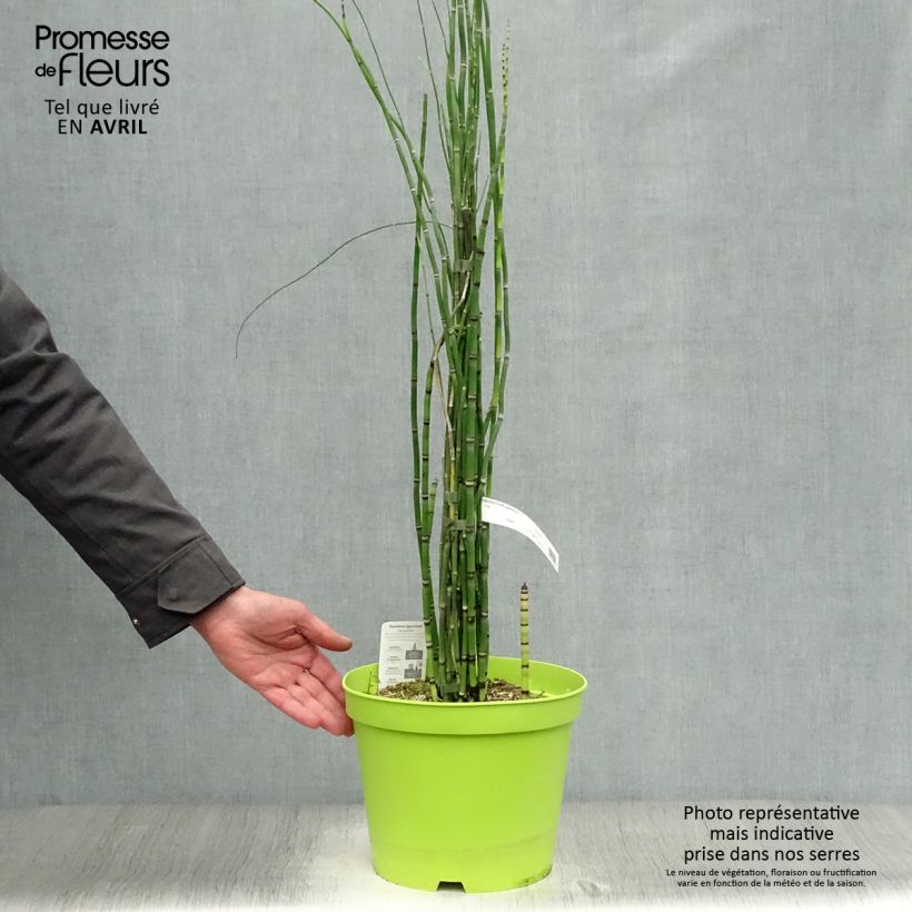 Spécimen de Prêle d'hiver - Equisetum hyemale (japonicum) tel que livré au printemps