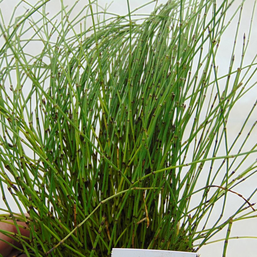 Prêle japonaise naine - Equisetum scirpoides (Feuillage)