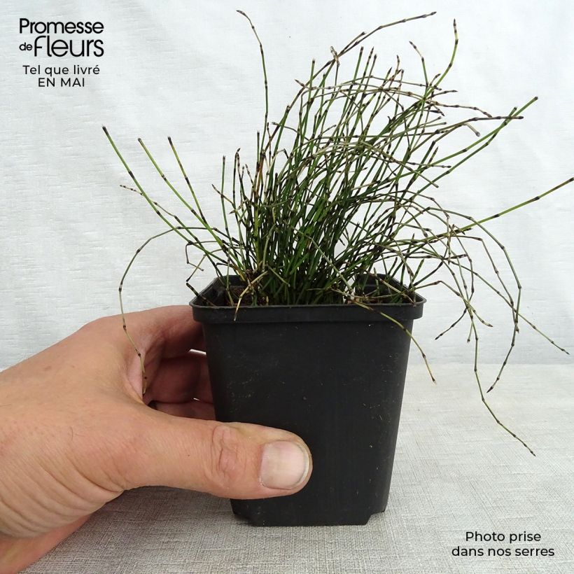 Spécimen de Prêle japonaise naine - Equisetum scirpoides Godet de 9cm tel que livré au printemps
