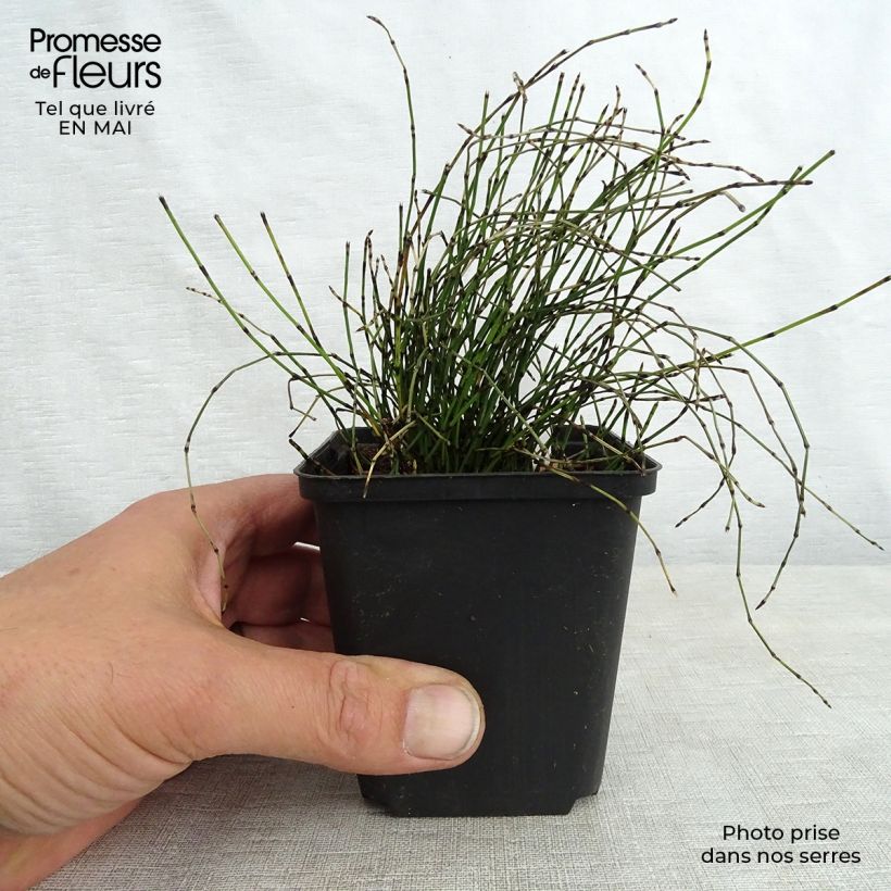 Spécimen de Prêle japonaise naine - Equisetum scirpoides tel que livré au printemps