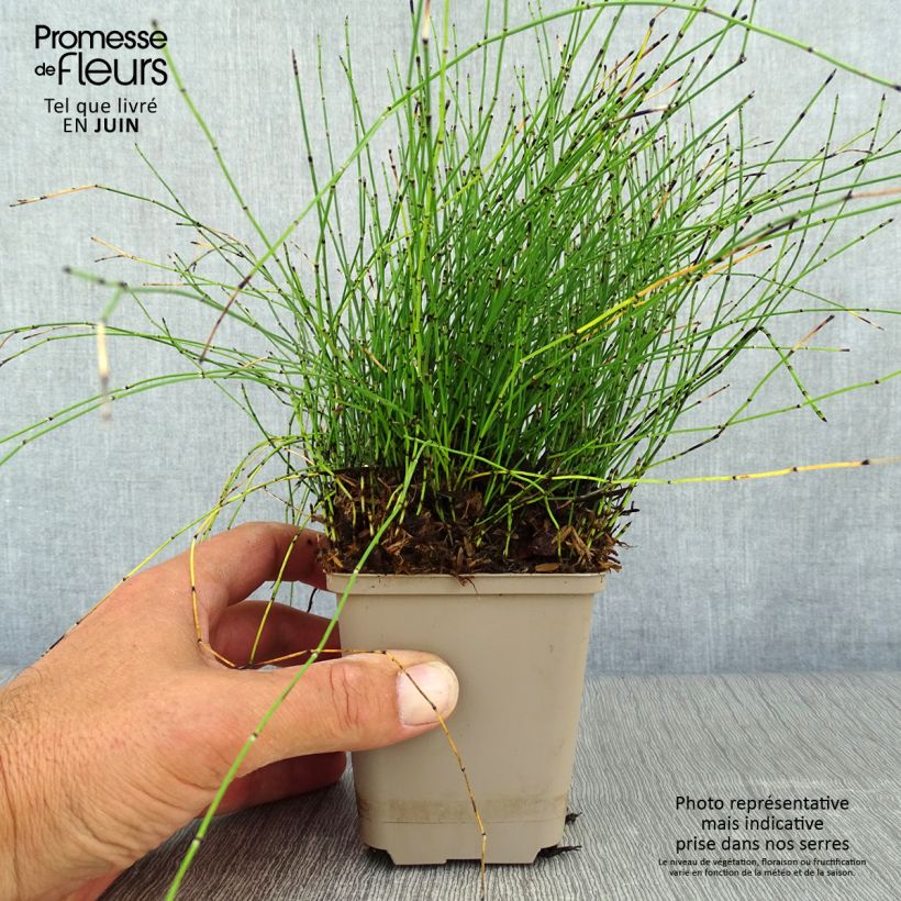 Spécimen de Prêle japonaise naine - Equisetum scirpoides Godet de 8/9 cm tel que livré en été