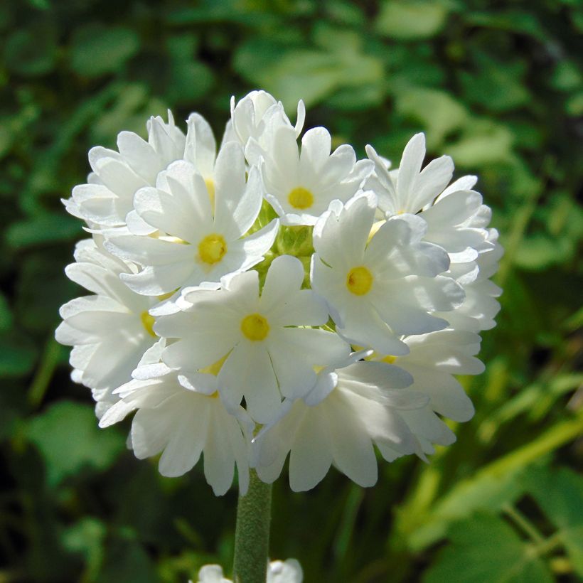 Primevère - Primula denticulata Alba (Floraison)