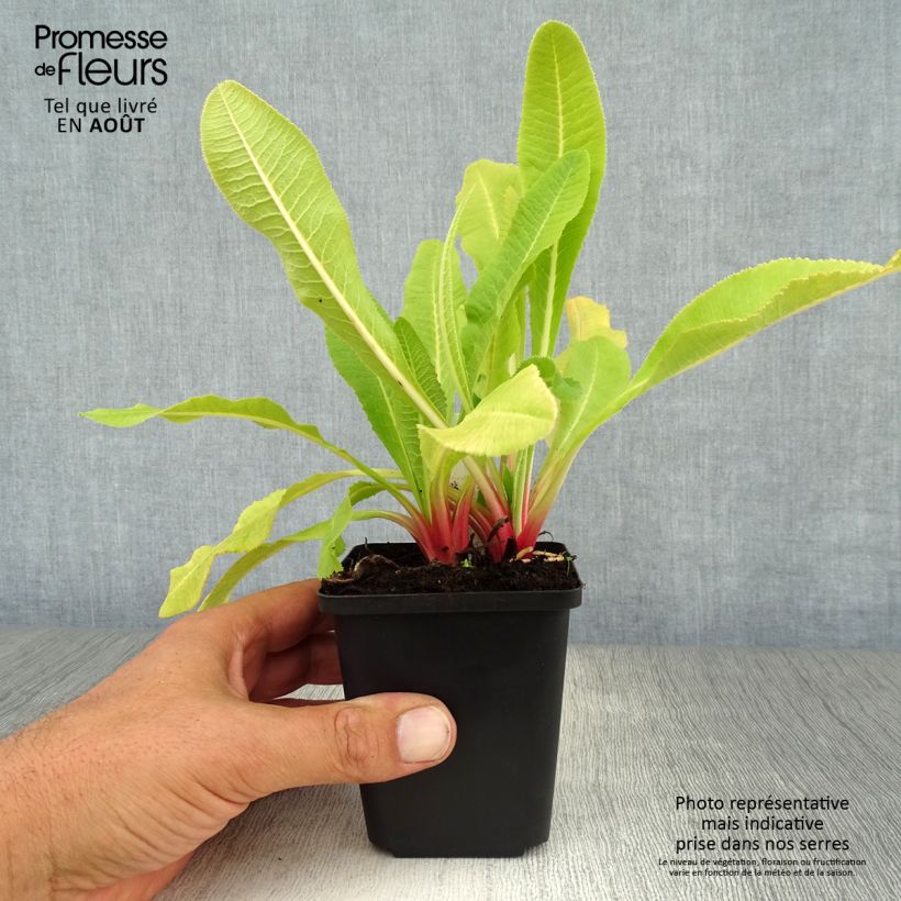 Spécimen de Primevère - Primula denticulata Alba tel que livré en ete