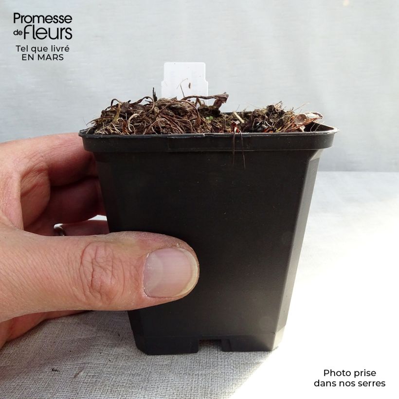 Spécimen de Primevère - Primula denticulata Alba Godet de 9cm tel que livré au printemps