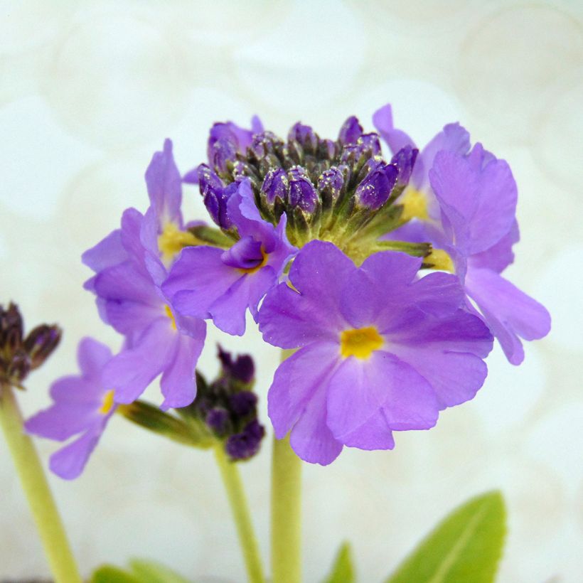 Primevère - Primula denticulata Cashmiriana (Floraison)