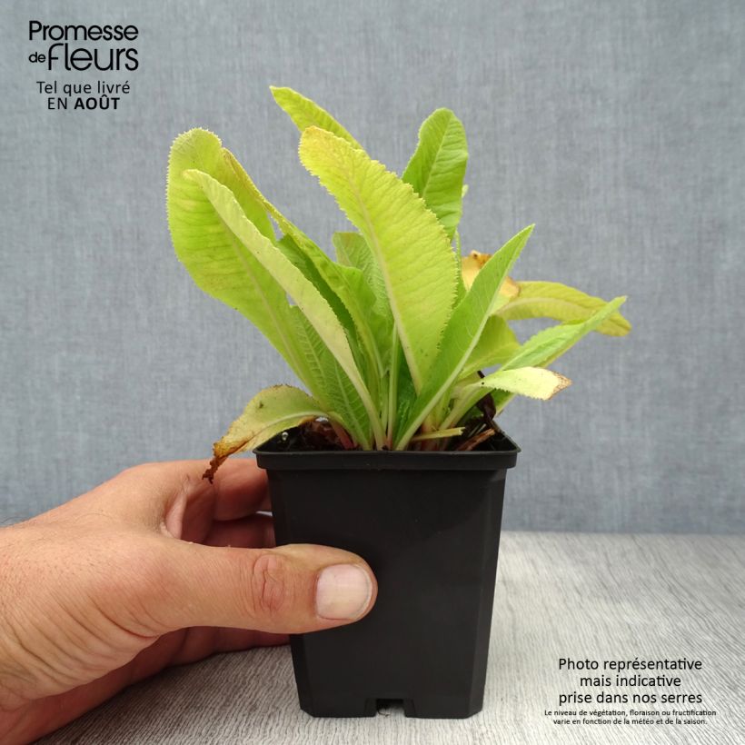 Spécimen de Primevère - Primula denticulata Cashmiriana Godet de 8/9 cm tel que livré en été