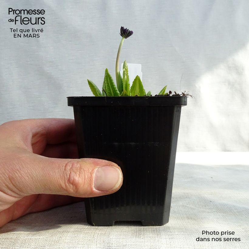 Spécimen de Primevère - Primula denticulata Cashmiriana Godet de 9cm tel que livré au printemps