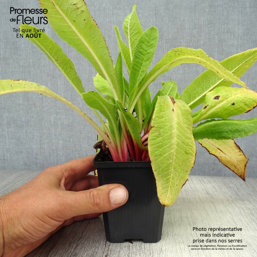 Spécimen de Primevère - Primula denticulata Rubin Godet de 8/9 cm tel que livré en été