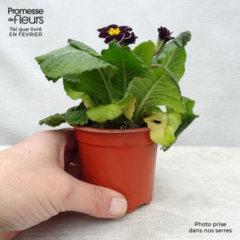 Spécimen de Primevère - Primula elatior Black Laced tel que livré en hiver