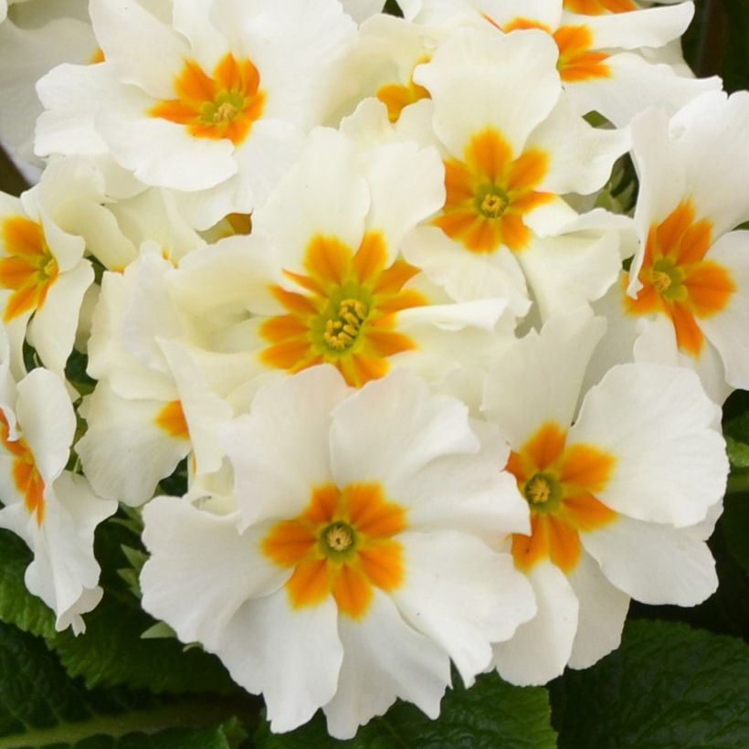 Primevère - Primula elatior Colibri Withe Orange Eye (Floraison)