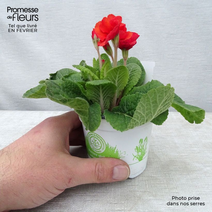 Spécimen de Primevère - Primula elatior Cottage Shades tel que livré en hiver