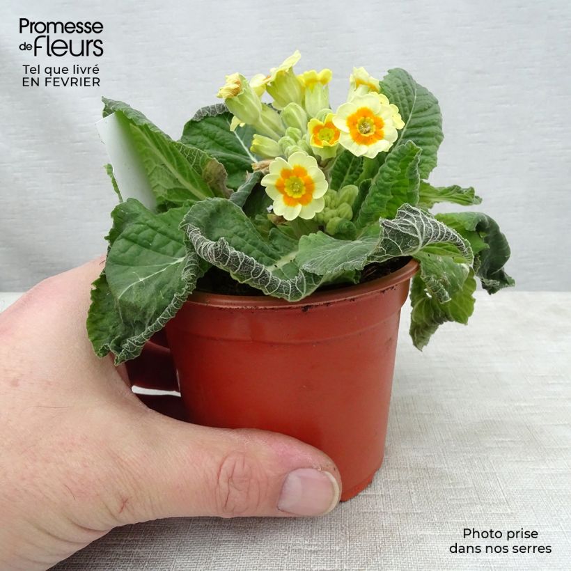 Spécimen de Primevère - Primula elatior Cream Orange Eye Godet de 8/9 cm tel que livré en hiver