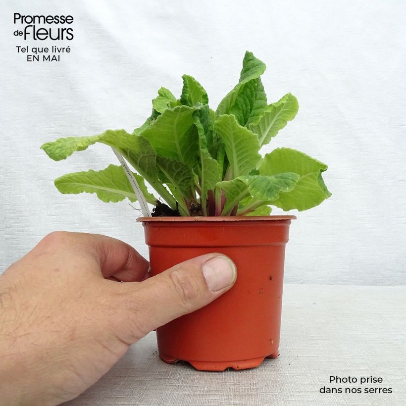 Spécimen de Primevère - Primula elatior Cream Orange Eye Godet de 8/9 cm tel que livré au printemps