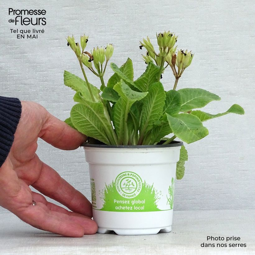 Spécimen de Primevère - Primula elatior Mister Gold Laced - en godet de 9cm tel que livré au printemps