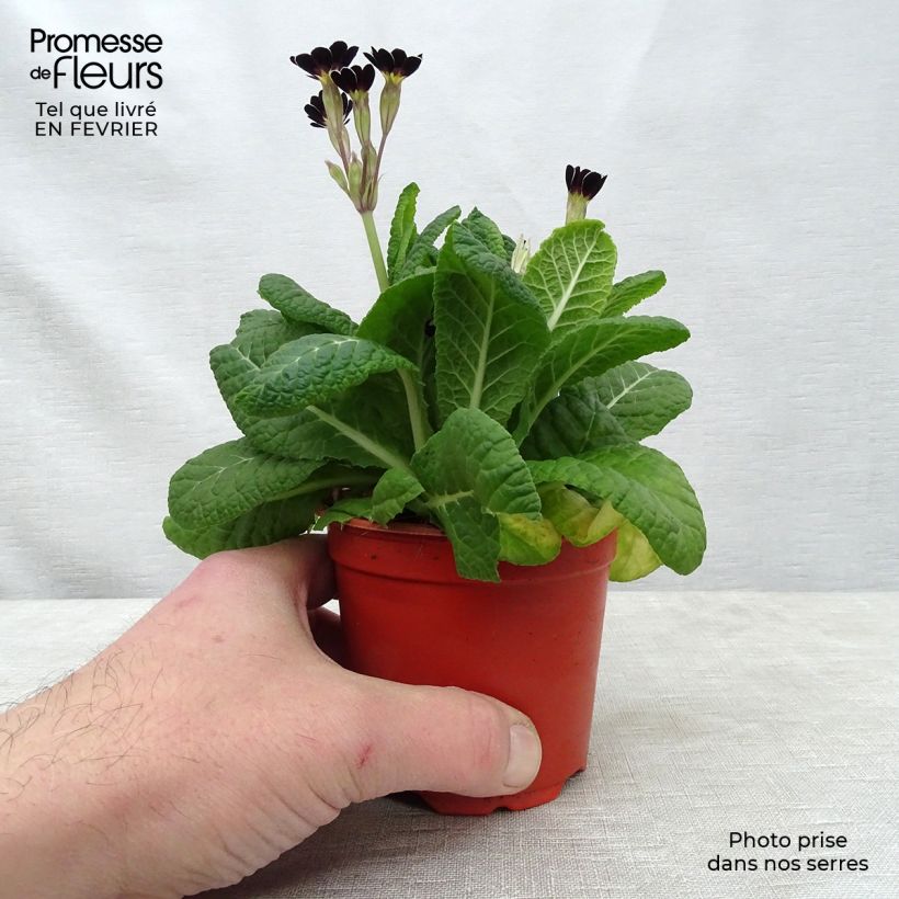 Spécimen de Primevère - Primula elatior Mister Silver Laced - en godet de 9cm tel que livré en hiver