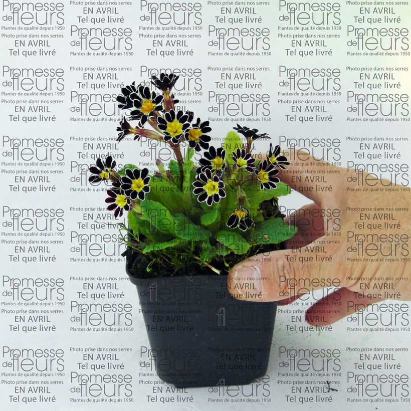 Exemple de spécimen de Primevère - Primula elatior Silver Lace Black Godet de 9cm tel que livré