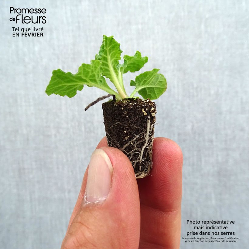 Spécimen de Primevère - Primula elatior Veristar Late Blue Mini-motte 2,,3 cm tel que livré en automne