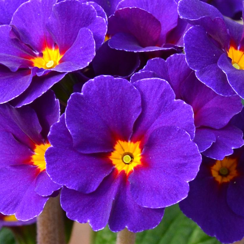 Primevère - Primula elatior Veristar Late Blue (Floraison)