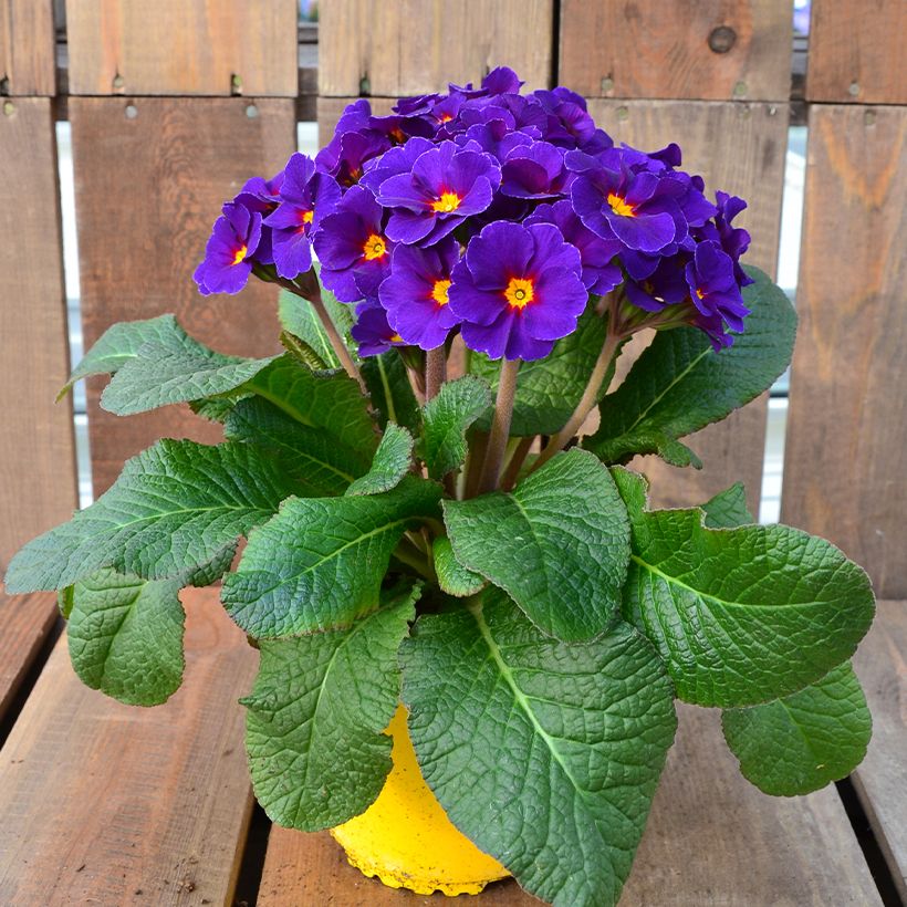 Primevère - Primula elatior Veristar Late Blue (Port)