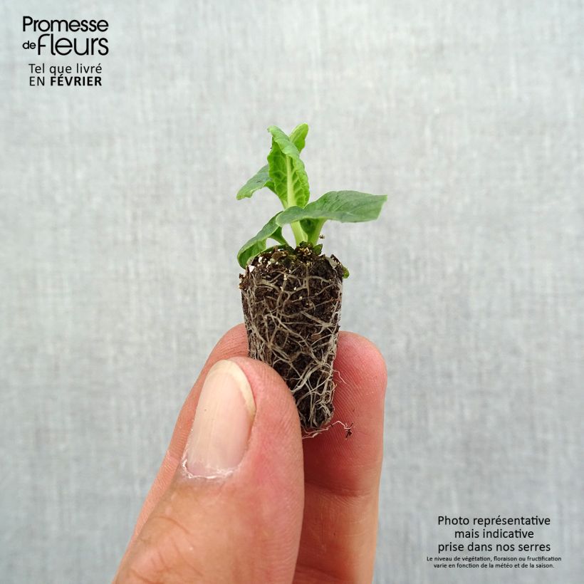Spécimen de Primevère - Primula elatior Veristar Late Marmelade Mini-motte Ø 1,5/2,5 cm tel que livré en automne
