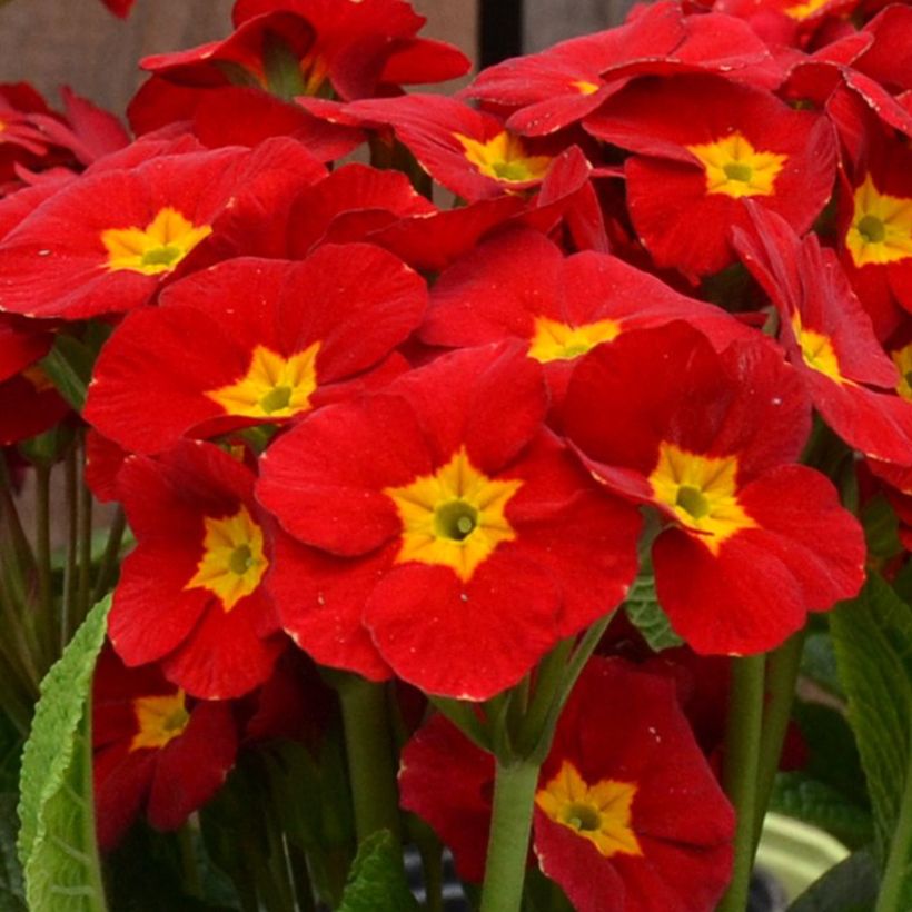 Primevère - Primula elatior Veristar Late Red (Floraison)