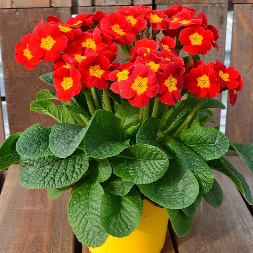 Primevère - Primula elatior Veristar Late Red (Port)